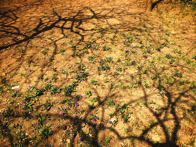 desktop-nature-no-person-dry-texture 图片素材