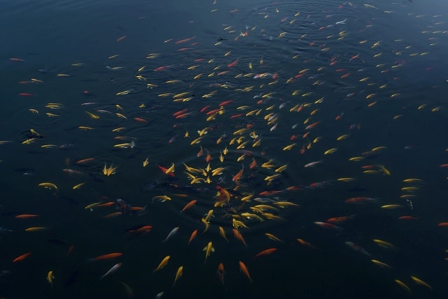 color-goldfish-fish-water-sky 图片素材