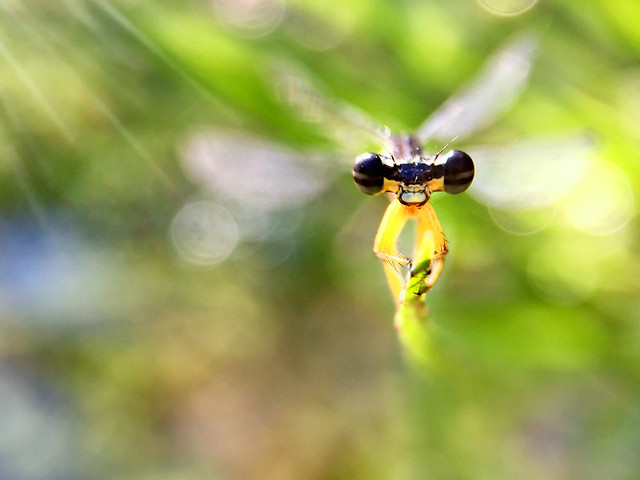 nature-insect-wildlife-no-person-blur picture material