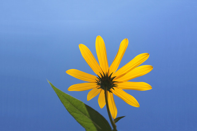 no-person-flower-nature-summer-yellow 图片素材