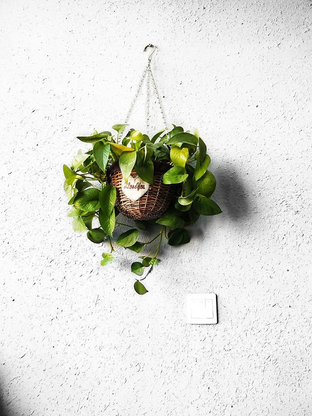 leaf-desktop-flora-decoration-nature 图片素材