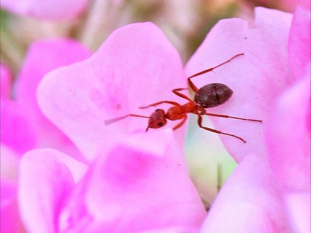 nature-insect-flower-little-pink picture material