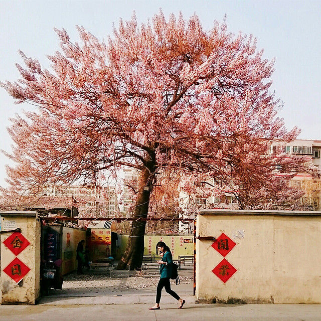 tree-branch-winter-colorful-landscape picture material
