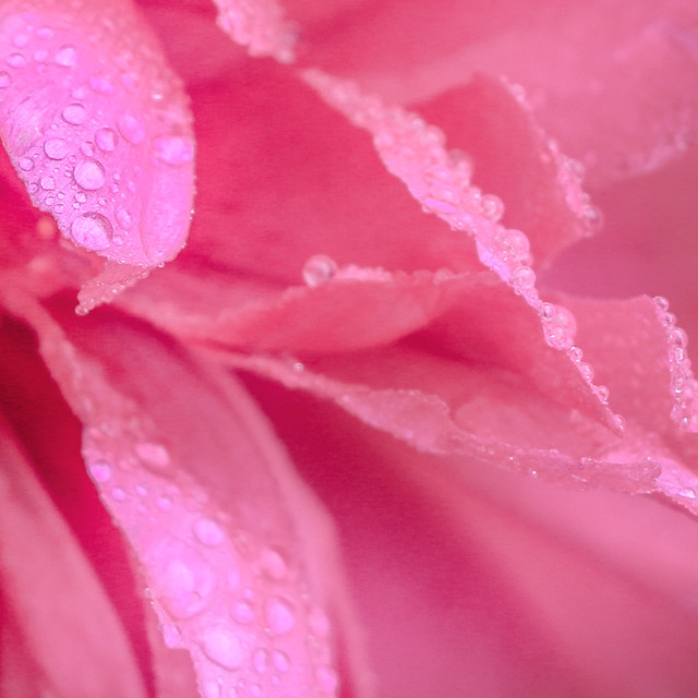 dew-nature-no-person-summer-flower 图片素材