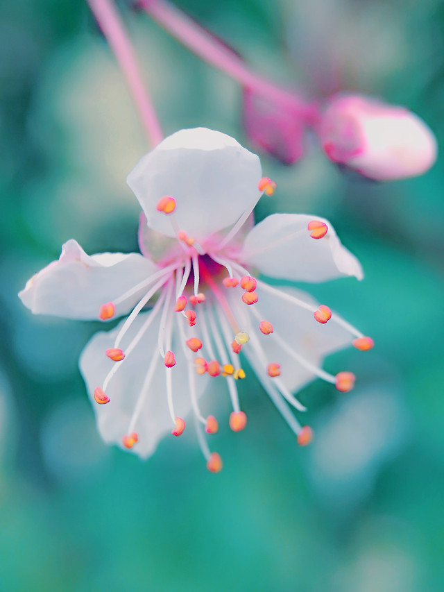 no-person-flower-nature-blur-pink picture material