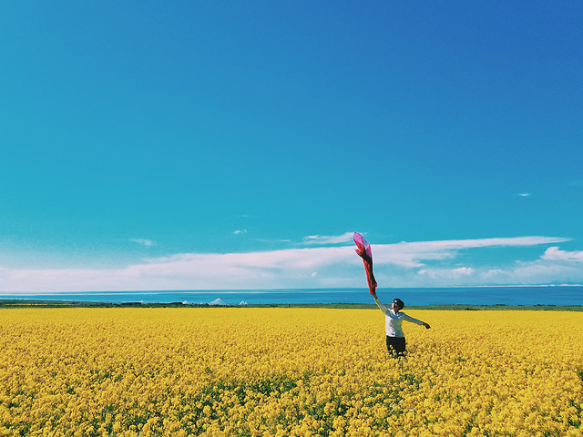 nature-field-sky-grassland-summer 图片素材