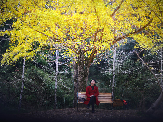 fall-tree-wood-leaf-landscape picture material