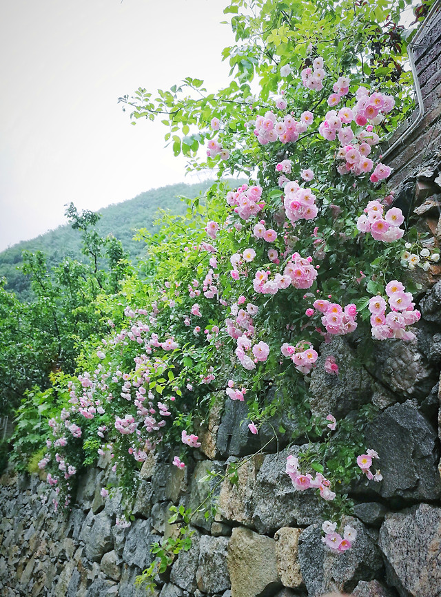 flower-flora-garden-leaf-nature 图片素材