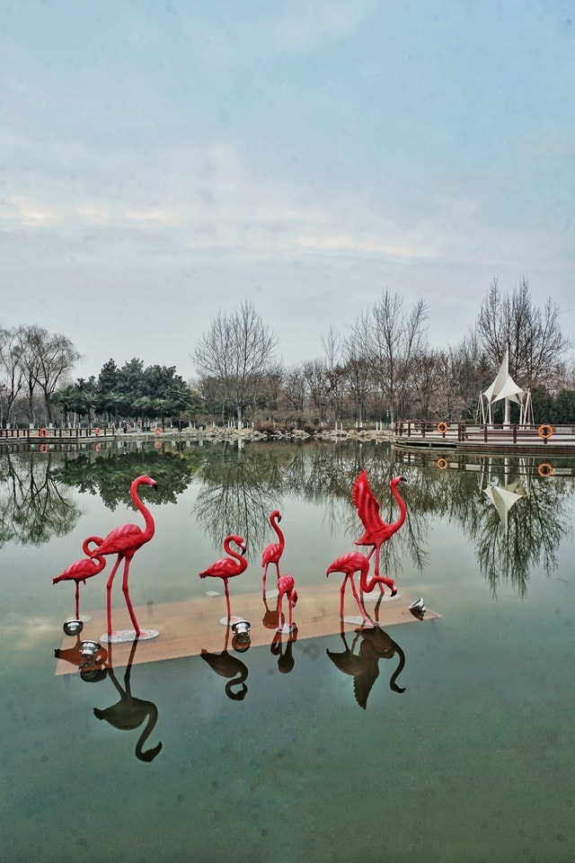 greater-flamingo-flamingo-water-reflection-water-bird picture material