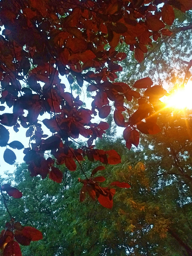 fall-leaf-tree-season-bright 图片素材