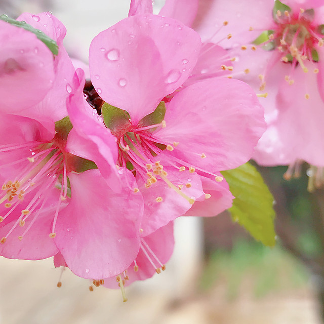 flower-nature-no-person-leaf-cherry 图片素材