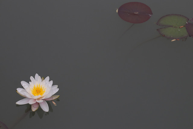 flower-nature-no-person-summer-color picture material